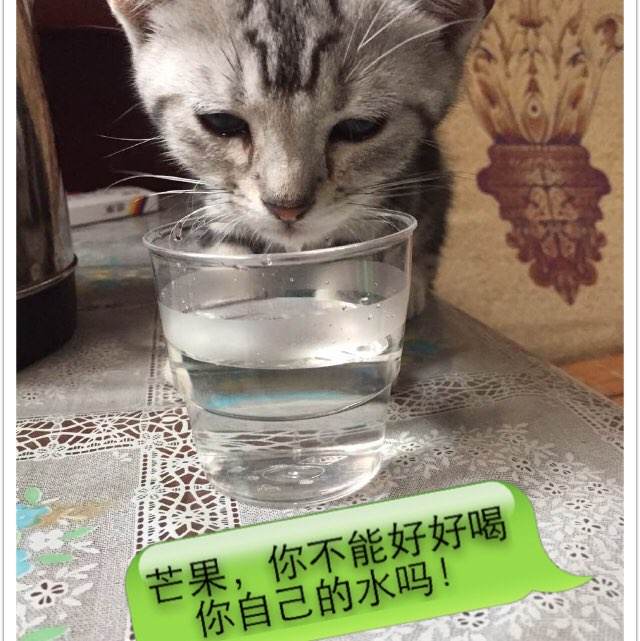凯瑟大学文凭毕业证样本资料